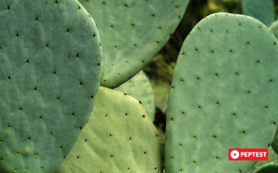 Prickly Pear Cactus Tablets Linked to Fast Heartburn Relief in New Study
